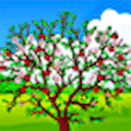 Apple Tree