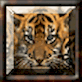 Buzz-boks Squares - Tiger Cubs