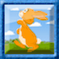 Hopi The Jumping Rabbit