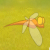 dragonflyEF