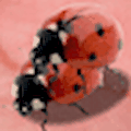 Ladybug Mating Game